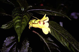 เทียนจาบ Impatiens jurpia Ham. ex Hook.f. & Thomson<br/>BALSAMINACEAE